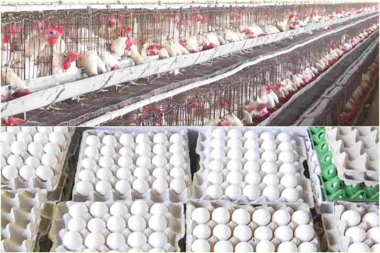 Egg production