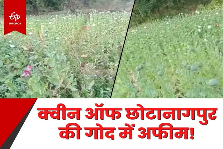 Netarhat Opium cultivation in Latehar