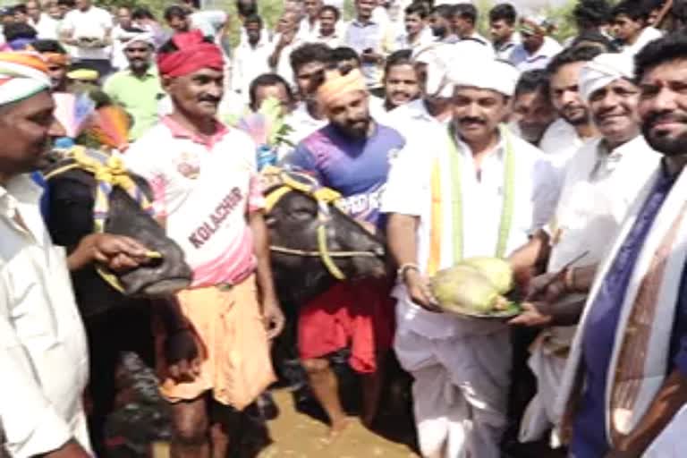 Inauguration of first government Kambala Kare in Ullala