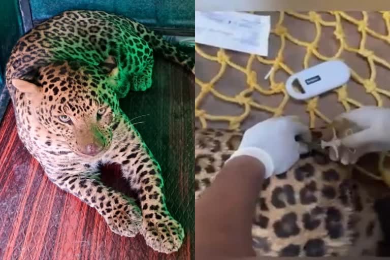 installation-of-micro-chip-for-leopards