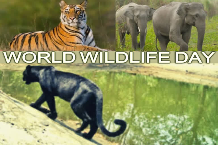 WORLD WILDLIFE DAY