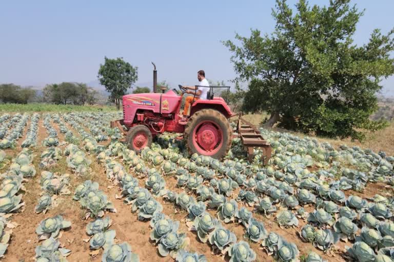 Farmer Runs Tractor Over Standing Crop