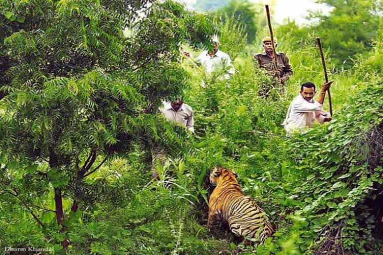 Artificial Intelligence In Tadoba Sanctuary