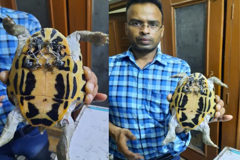 Aligarh Turtle Toto