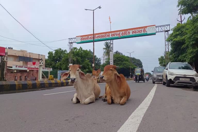 રખડતી રંજાડ બેફામ, તંત્રના આંખ આડા કાન