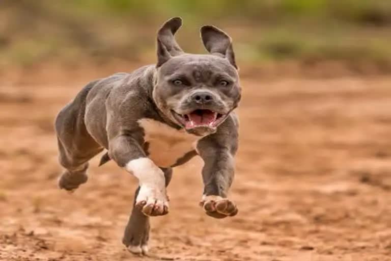 Dog owner fined Rs 5,000 after his Pitbull bit law student at UP's Amroha