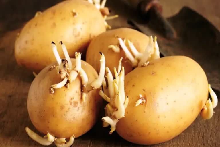 Health Issues Of Eating Sprouted Potatoes