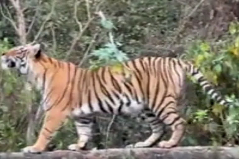 T84 aka Arrowhead tigress seen on the wall of Ranthambore Fort wall