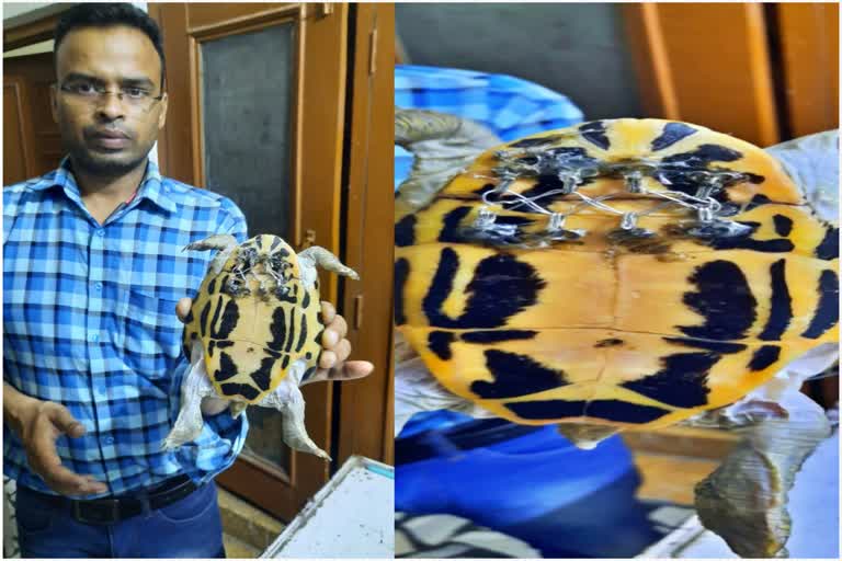 turtle surgery in aligarh