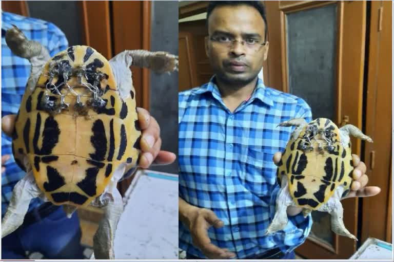 Aligarh Turtle Toto