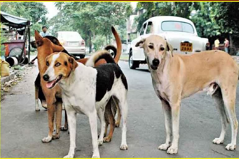 Stray dog menace turned into epidemic