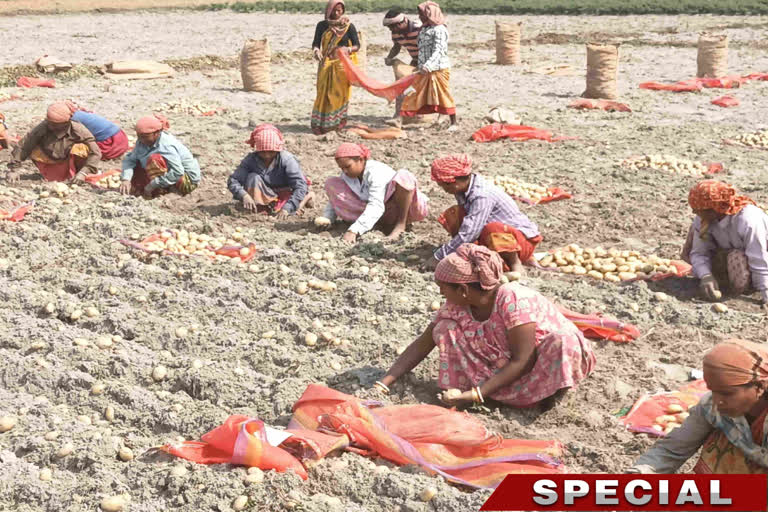 Potato Farmers Face Loss ETV BHARAT