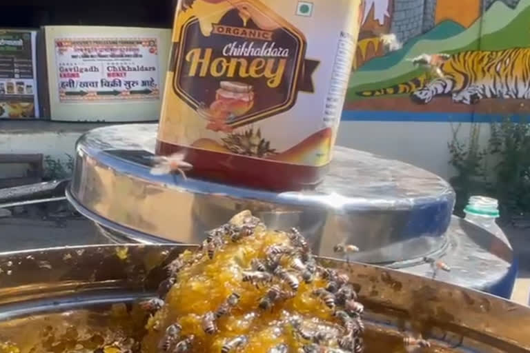 Chikhaldara honey