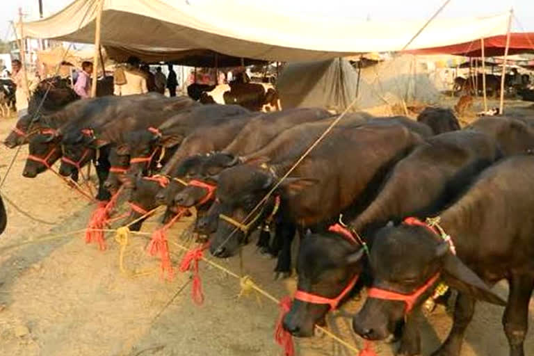 cattle fair start from March 11 in Charkhi Dadri cattle fair in Charkhi Dadri cattle fair haryana pashu mela haryana