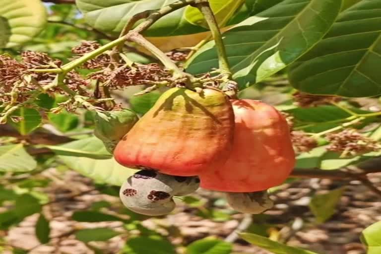 Commercial cultivation of cashew more lucrative than mango in Gujarat's Gir Somnath