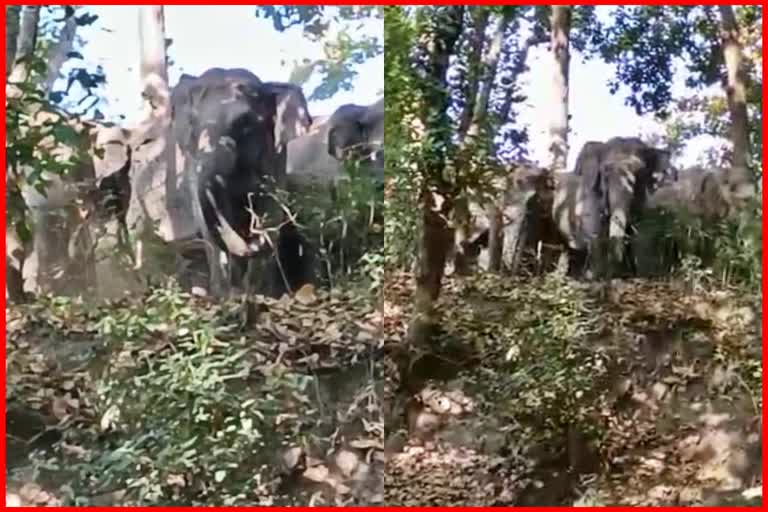 नाहन के बोहलियों गांव में पहुंच गई हाथियों की टोली