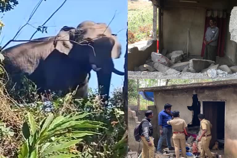 wild elephant attack in idukki  wild elephant attack  wild elephant  elephant attack  elephant attack in idukki  elephant  wild elephant  കാട്ടാനപ്പേടിയിൽ ഇടുക്കി  കാട്ടാന  കാട്ടാനശല്യം  കാട്ടാന വീടുകൾ തകർത്തു  അരിക്കൊമ്പൻ  ആന  ആന ശല്യം  കാട്ടാന ആക്രമണം  ഇടുക്കി ശാന്തൻപാറ  കാട്ടാന ആക്രമണം ഇടുക്കി