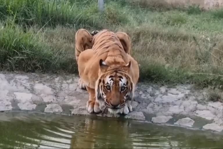 Tiger in Jim Corbett Park