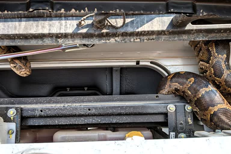 Alwar python stuck in truck from Uttarakhand