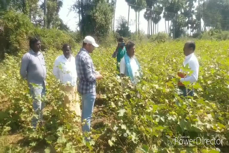 cotton cultivation in ap