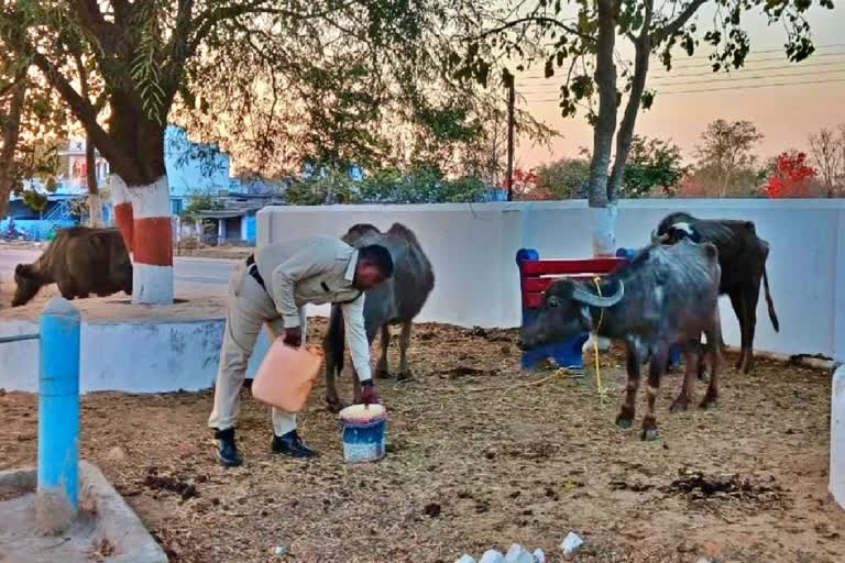 Chhattisgarh police Feeding buffalo