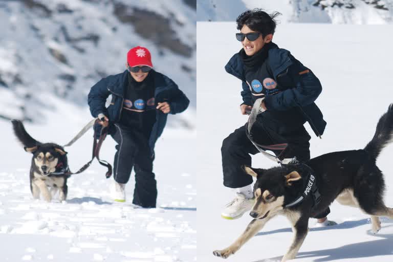 snow dog race in lahaul