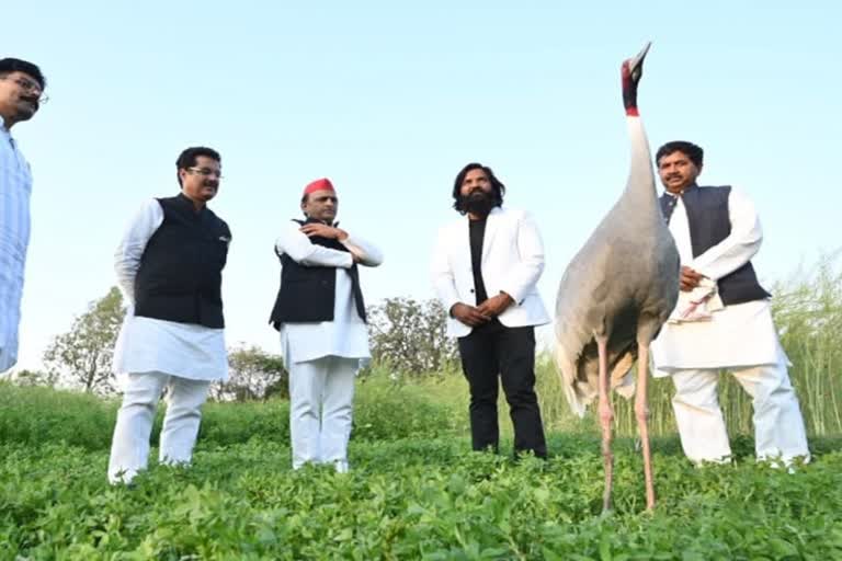 SP chief Akhilesh Yadav visits Amethi to meet youth who befriended sarus crane