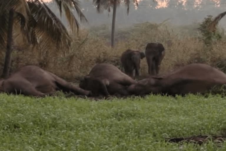 Three elephants dead due to electric fence in dharmapuri