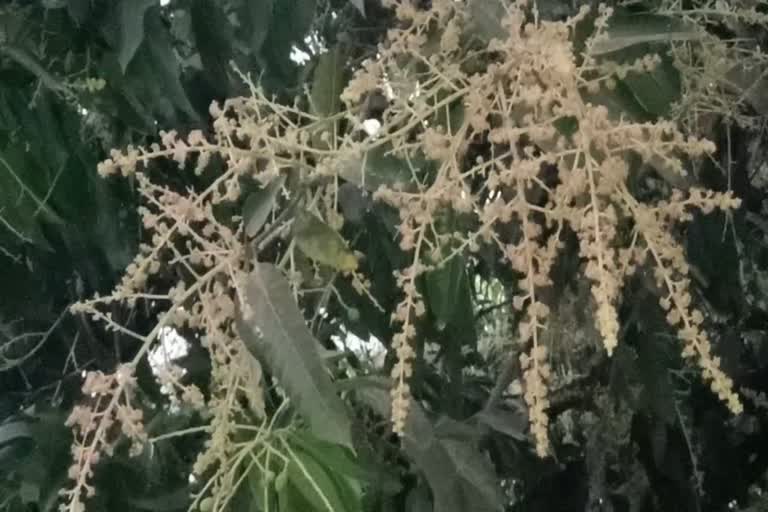 Damage to mango crop in Valsad : વલસાડમાં આંબાવાડી ખેડૂતો માટે વરસાદ વેરી, વંટોળીયાએ મંજરી અને નાની કેરીઓ ખેરવી