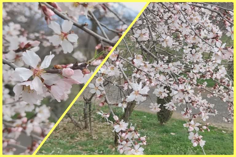 Almond flowers in full bloom in Kashmir