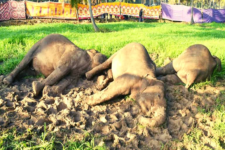 Three elephants dead due to electric fence in dharmapuri