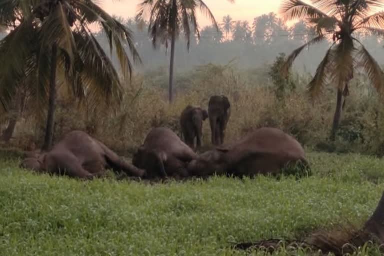 Three elephants dead in tamilnadu