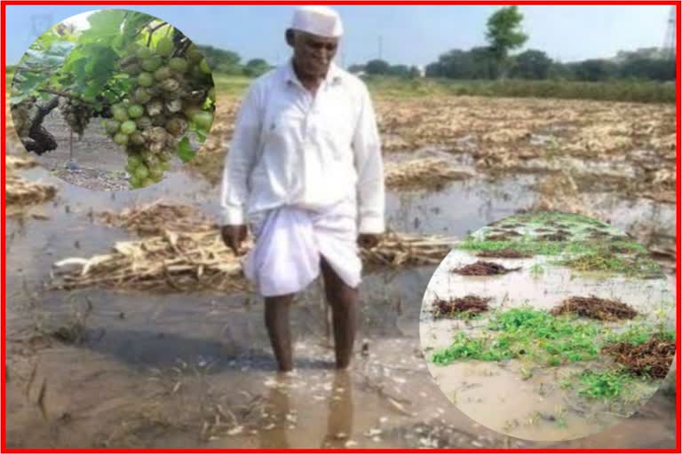 Maharashtra Unseasonal Rain