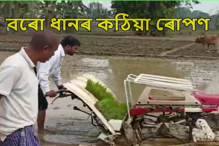 Boro paddy transplanting demonstration in Maskhowa