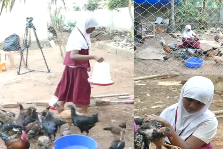 Girl survival story Fathima Habeeb Kummanam  Girl survival story  Fathima Habeeb Kummanam  Fathima Habeeb chicken farm  കോഴി വളര്‍ത്തലില്‍ വിജയം കൊയ്‌ത് കൊച്ചു മിടുക്കി  കോട്ടയം കുമ്മനം സ്വദേശിയായ ഫാത്തിമ ഹബീബ്  ഫാത്തിമ ഹബീബ്  നാടന്‍ കോഴിമുട്ട വില്‍പന  നാടൻ കോഴികളുടെ പരിപാലനം