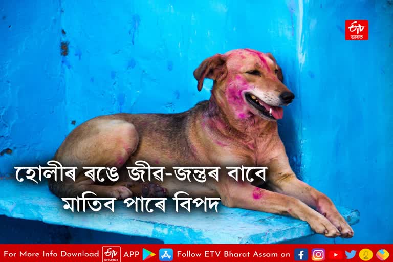 How safe is HOLI for Pets and Stray Animals