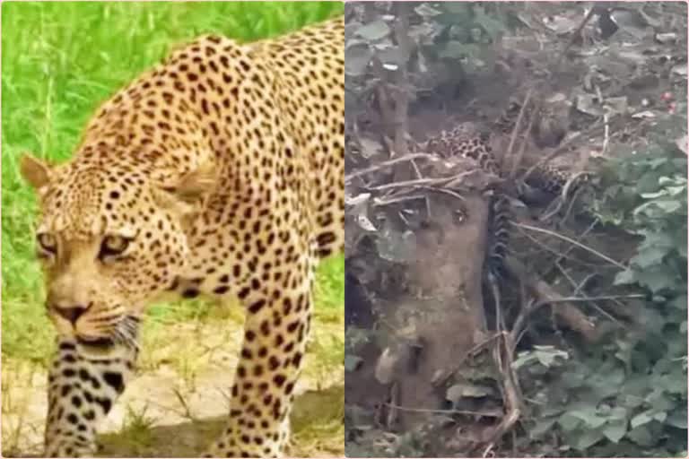 leopard trapped