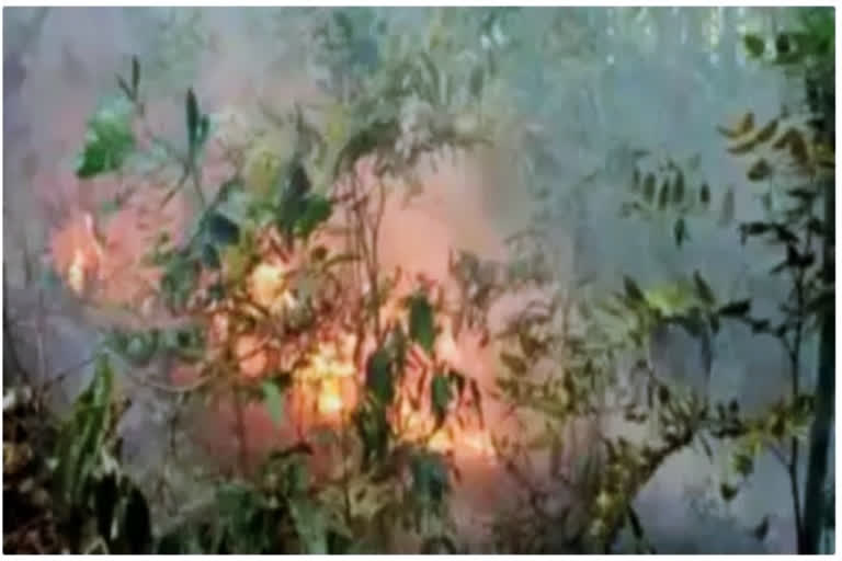 Fires in Goa wildlife sanctuary