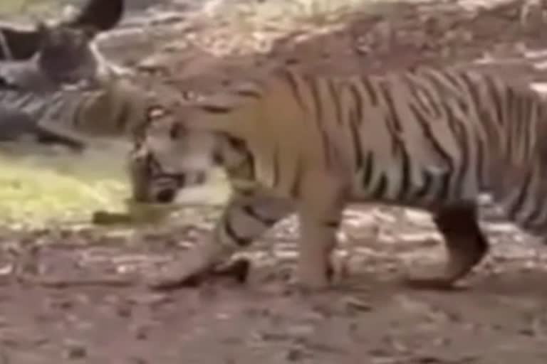 Tiger Cub injured in Ranthambore