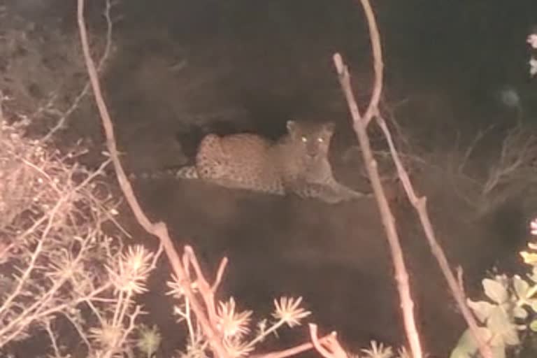 shivpuri leopard moving on road captured