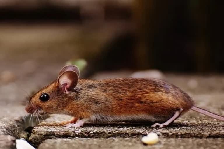 Japanese scientists create mice with two fathers