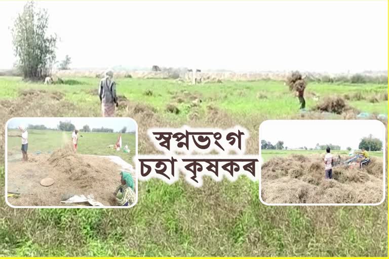 Mustard farmer facing problems in Dhemaji