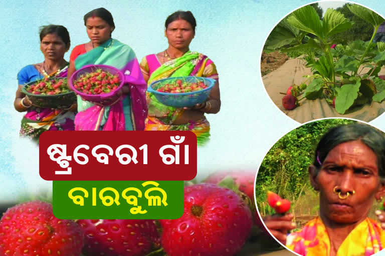 ରାଜ୍ୟ ପାଇଁ ଆଉ ଦୁଲ୍ଲଭ ନୁହେଁ ଷ୍ଟ୍ରବେରୀ ଚାଷ