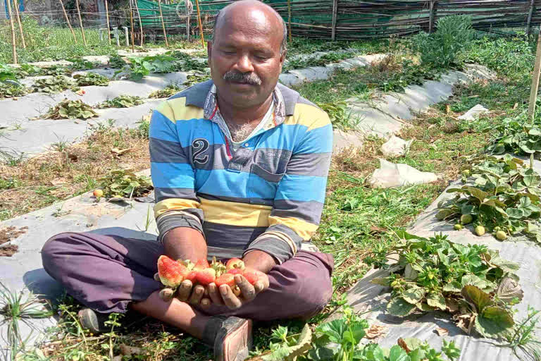Strawberry cultivation in Giridih