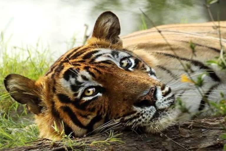 Ranthambore Tigress Being shifted to Sariska