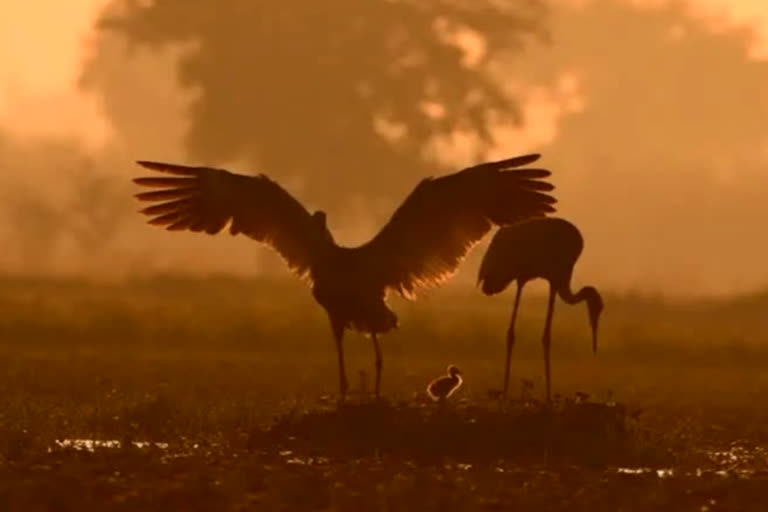 migratory birds returned early from Ghana due to hot weather