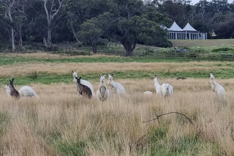 extremely-rare-sight-of-white-kangaroos-in-australia-takes-social-media-by-storm