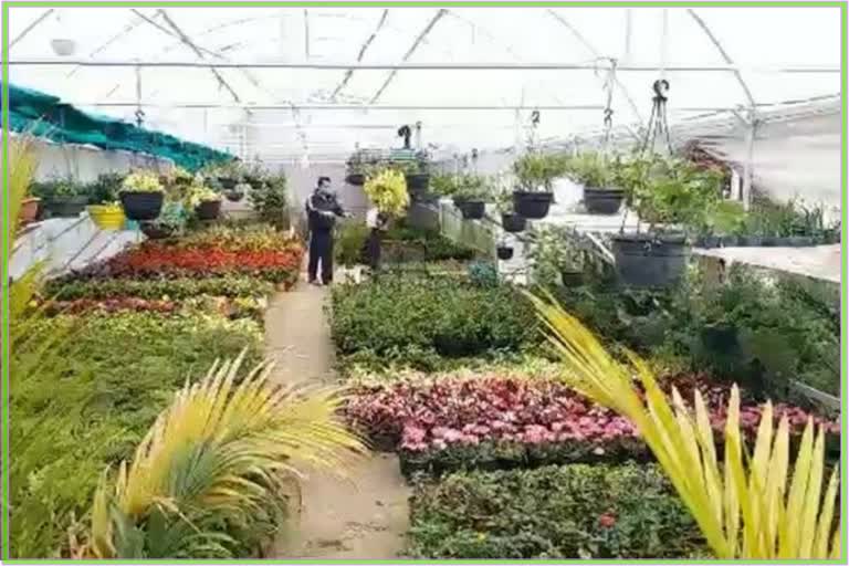 Spring in Kashmir:As the weather improves, people rush to buy flowering plants