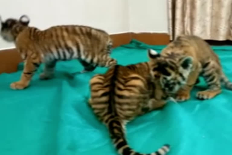 Tiger Cubs