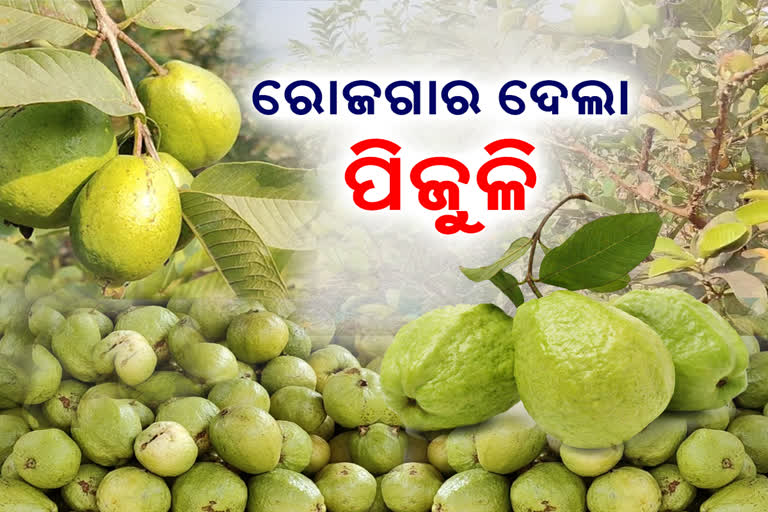 guava farming in gajapati